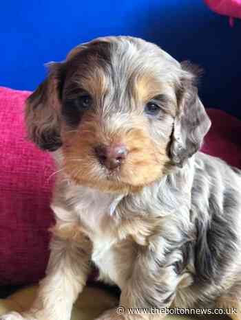 Cockapoo puppy killed as thieves raid Lancashire farm