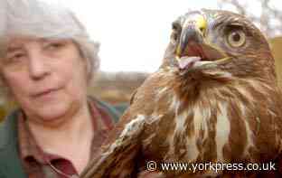 Operation Owl launched to stop birds of prey being killed in North Yorkshire