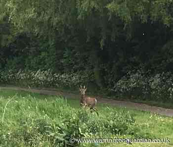 Dashcam footage captures deer roaming the streets of Warrington in early hours - Warrington Guardian