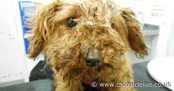 RSPCA receive 52 reports of abandoned pets in County Durham