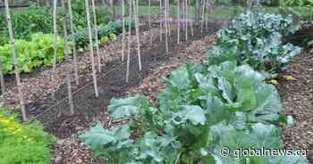 Community gardens, greenhouses open for business in Saskatchewan