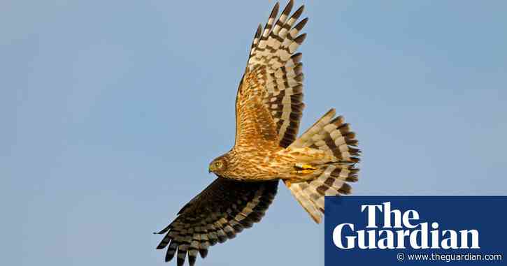 RSPB flooded with reports of birds of prey being killed