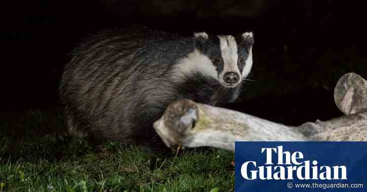 Farmers lose legal challenge to cancellation of Derbyshire badger cull