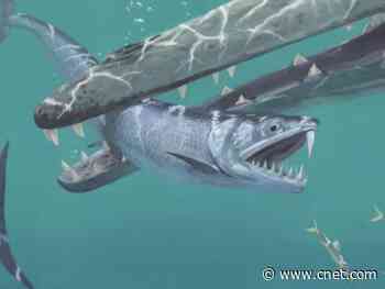 Saber-tooth anchovies surface in ancient fossils     - CNET