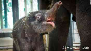 Baby elephant born at the Houston Zoo survives emergency surgery - CNN