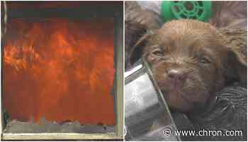 Puppies saved from north Houston house fire - Chron