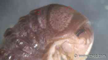 Funky, new parasitic species named after Twitter, where it was discovered     - CNET