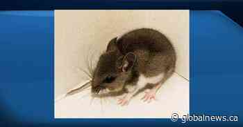 Ministry of Health reports 35th case of hantavirus in Saskatchewan since 1994