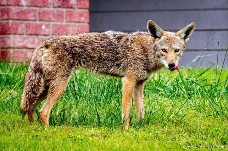 Wardens looking to capture coyote that attacked a 91-year-old man in Laguna Beach