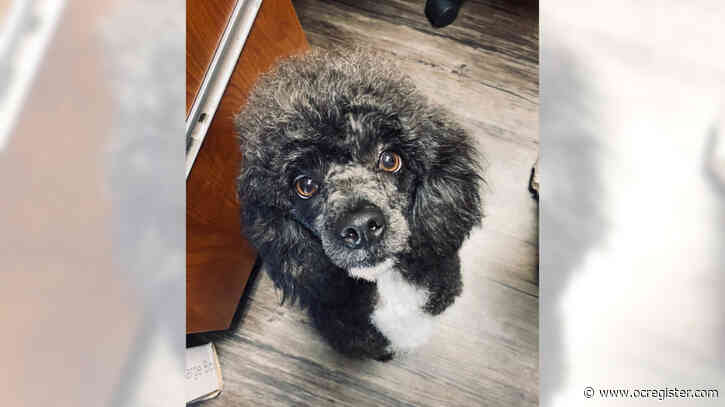 Poodle mix Lincoln is smart as a whip