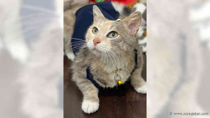 Jade is a sweet, loving kitty