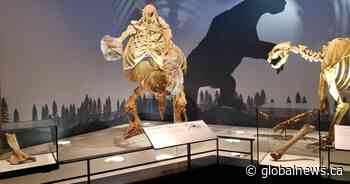 Coronavirus: Royal Alberta Museum to reopen Saturday — with some changes