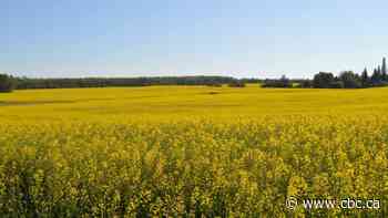 Radio road trip: Edmonton AM tuned up for audio adventure to Lac La Biche - CBC.ca