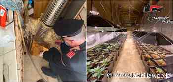 Coltivava "erba" col reddito di cittadinanza | lasiciliaweb - lasiciliaweb | Notizie di Sicilia