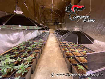 Coltiva 200 piante di "Erba" e prende il Reddito di cittadinanza, fermato a Partinico - FiloDiretto Monreale