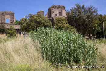 Roma, Circo Massimo giungla urbana, l'erba alta è impenetrabile - La Repubblica