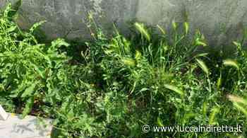 Erba alta in viale Sardegna a San Vito: "Non si vede neanche la strada" - LuccaInDiretta