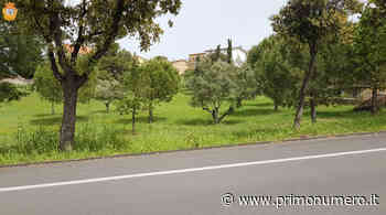 Sfalcio dell'erba, Travaglini replica a Bozzelli: "Interventi programmati" - Primonumero