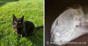 Cat shot with air rifle raises fears pets are being targeted during lockdown