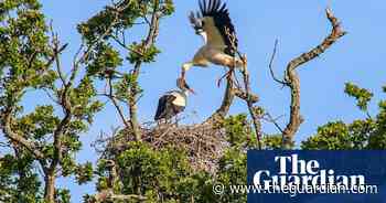 Wild white storks hatch in UK for first time in hundreds of years
