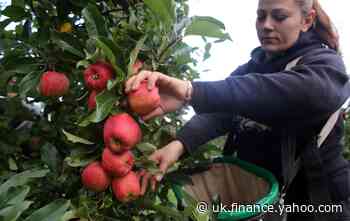Coronavirus: Waitrose boss joins calls for 70,000 British fruit and veg pickers