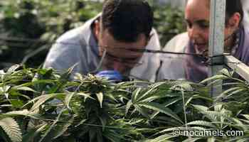 Israel Gives Official Go-Ahead For Medical Cannabis Exports | Medical Cannabis - NoCamels - Israeli Innovation News