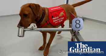 UK researchers hope dogs can be trained to detect coronavirus - The Guardian