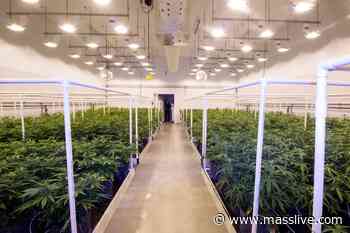 With no recreational marijuana sales during coronavirus pandemic and thousands more medical patients, state a - masslive.com