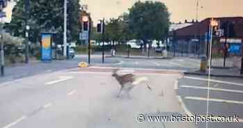 A deer in Totterdown is not 'wildlife reclaiming the city during the lockdown'
