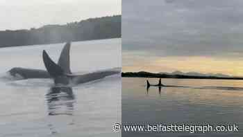 Orcas swim alongside boat in Northern Ireland in rare and ‘stunning’ sighting