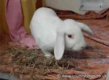 The RSPCA can rehome pets in Wales again after coronavirus restrictions are lifted - Powys County Times