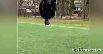 Eskimos receiver using gymnastic skill to show off some good flipping catches