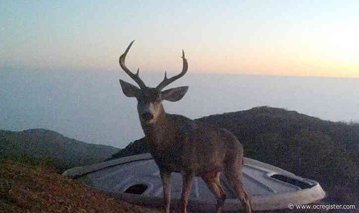 Camp Pendleton game wardens partner with Marines to develop award-winning ‘Operation Buck Rogers’