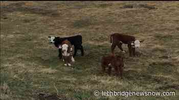Cattle producers granted extended deadline to purchase calf price insurance - Lethbridge News Now