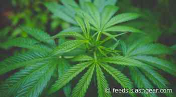 FDA says some CBD oil recalled across US over risk of lead poisoning