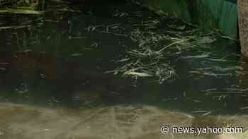 Baby pygmy hippo makes a splash at San Diego Zoo
