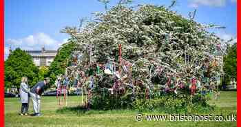Tree with 'ribbons of hope' on Clifton Downs