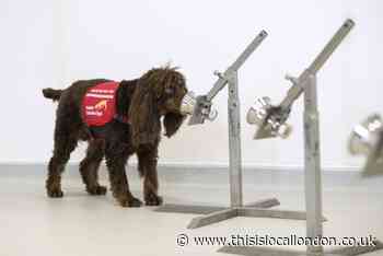 London trials to see if specially trained dogs can sniff out coronavirus symptoms
