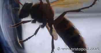 Asian hornet 'flew into my dad's flat'