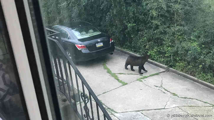 Bear Sightings Increasing Around Western Pa.