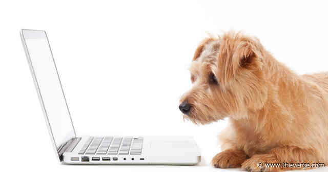 How to adopt your next pet safely and virtually