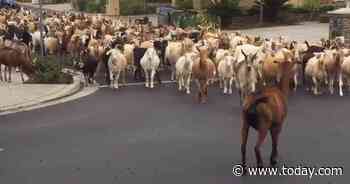 Nearly 200 goats escape quarantine and take over San Jose streets