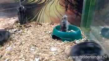 Zieke hamsters met mondkapje besmetten fors minder knaagdieren