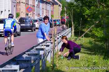 Buurtcomité wil 1.000 zonnebloemen planten: “Wordt hier de Toscaanse straat van Gent”