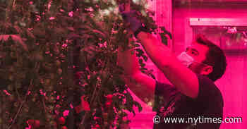 The Museum Is Closed, but Its Tomato Man Soldiers On