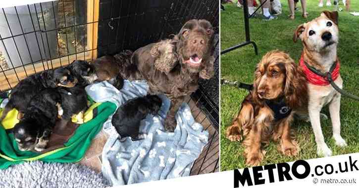 Thieves ran over puppy as they stole 22 dogs