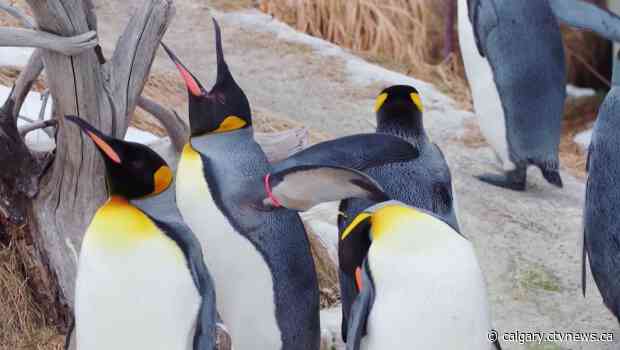 Outdoor-only experience awaits visitors as Calgary Zoo plans reopening