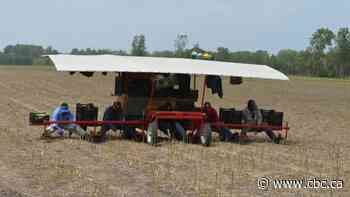 Not so ready-to-pick: Canadian growers left hanging by COVID-19