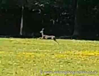Video of deer running around Bennetts Recreation Ground - Warrington Guardian
