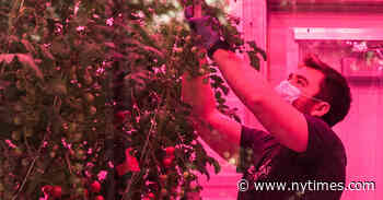 Guggenheim Is Closed, but Its Tomato Man Soldiers On